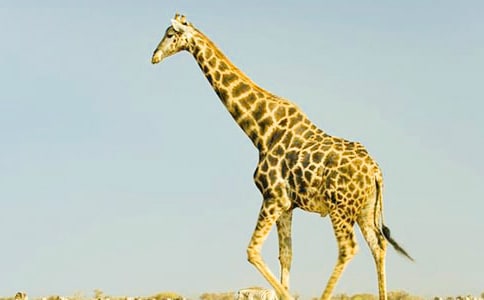 大象和長頸鹿搭橋看圖寫話