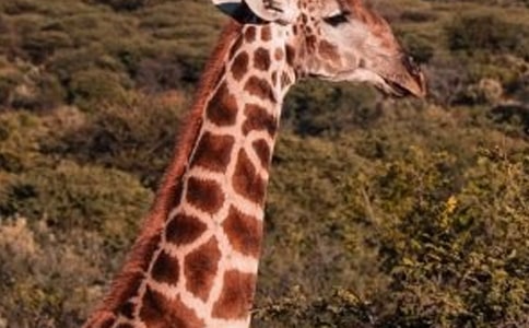 �L�i¹�c���ӵĹ���