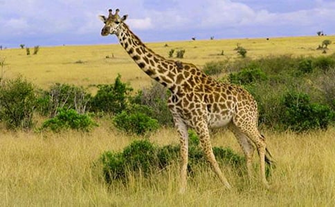 長頸鹿的圍巾作文