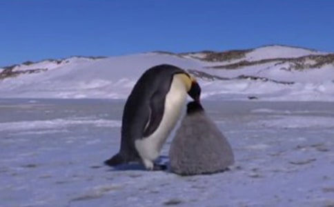 《超越生命的愛》讀后感