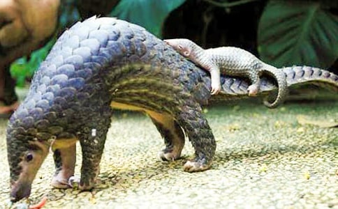 ��ɽ������