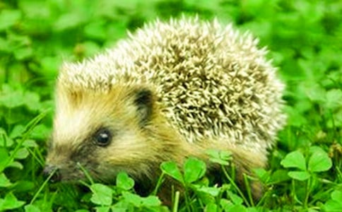 С������ĳ��ã�11ƪ��