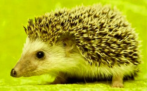 С�������15ƪ(�ϼ�)