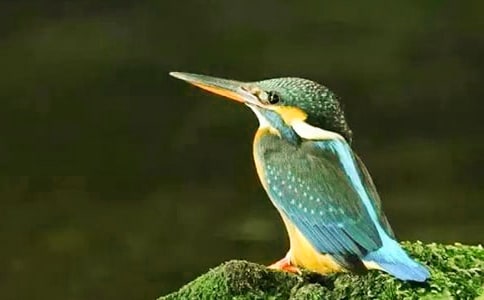 翠鳥危機900字作文