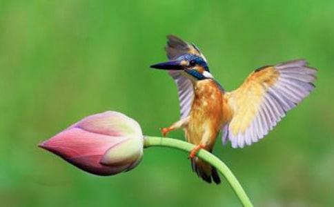 人教新課標三年級下冊《翠鳥》優秀教案設計