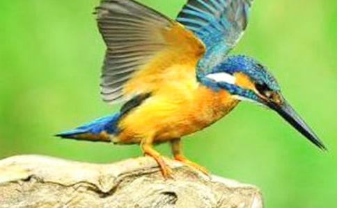 小學三年級語文《翠鳥》教案