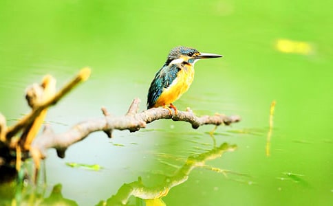 《翠鳥》教案設計