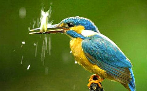 關(guān)于翠鳥的作文