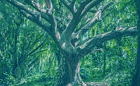 【合集】大樹的作文15篇