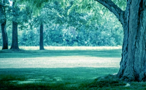 小苗與大樹對話讀后感(精選15篇)