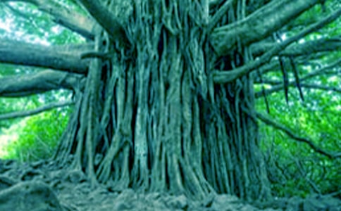 大樹的自述作文通用(15篇)