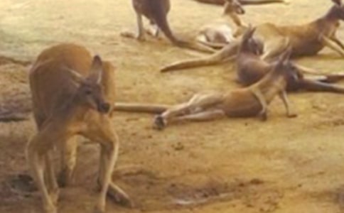 �����f���ģ����x17ƪ��