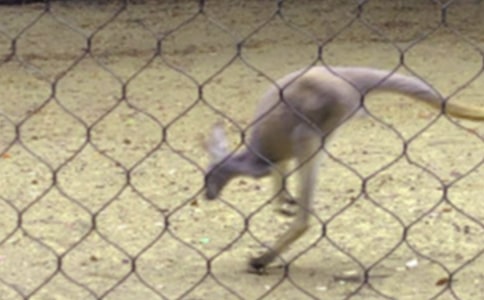 幼兒中班體育游戲教案《小袋鼠碰果子》