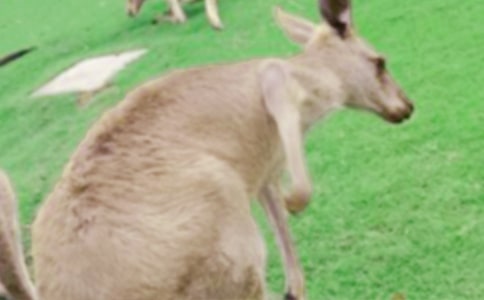 (經(jīng)典)袋鼠的作文