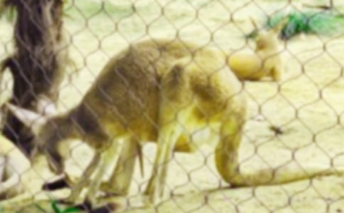 關(guān)于袋鼠的作文