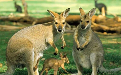 袋鼠相撲作文9篇(薦)