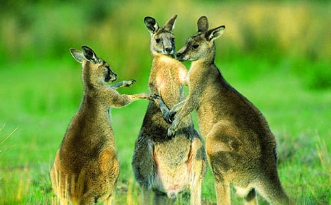 袋鼠進(jìn)城故事