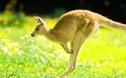 ����w���̰������󌚌��\Ƥ��