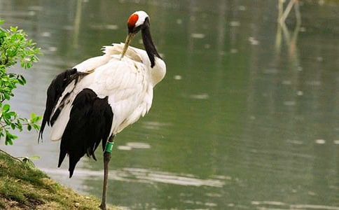 丹頂鶴作文實用(15篇)