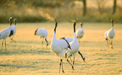 �������ĵ���Q�����꼉�̌W��˼