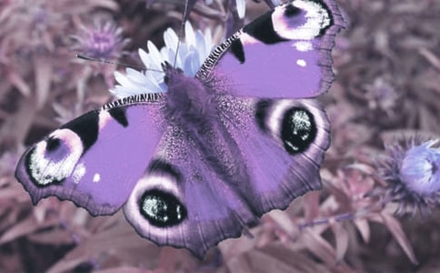 ��ֲ���^����ӛ400��