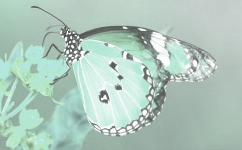 �^���(d��ng)ֲ����ӛ�ϼ���ƪ