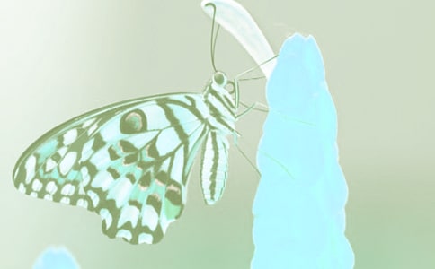 ��ֲ����^����ӛ