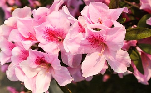 杜鵑花作文(10篇)