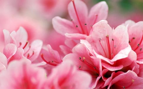 杜鵑花作文15篇