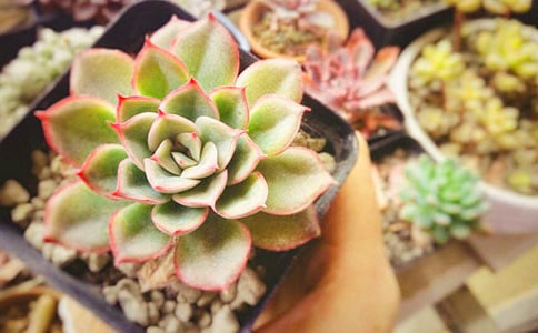 【優(yōu)】我家的多肉作文