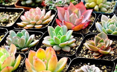 �����T(m��n)���ɐ�(��i)�Ķ�������