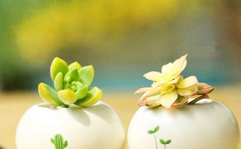 種多肉作文(熱)