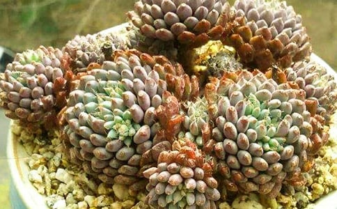 (精品)可愛的多肉作文15篇