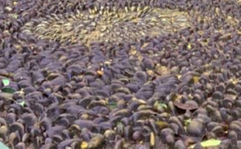 【薦】我是一顆鵝卵石作文