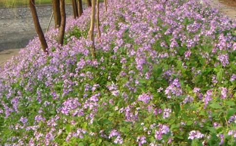 二月蘭讀書筆記