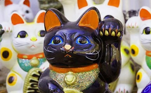 冬季發財樹的養殖養護方法有哪些