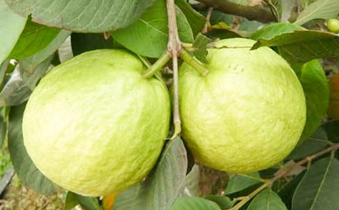 番石榴的正確吃法