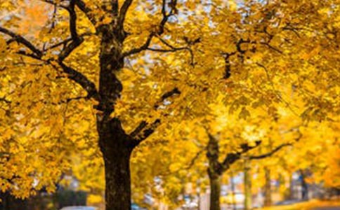 最美的風(fēng)景叫文明作文通用