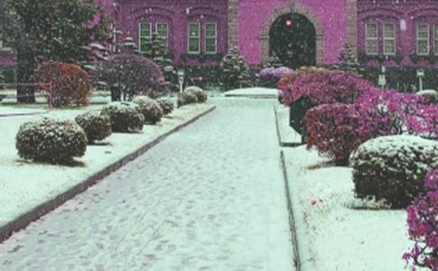 ���Lѩ����