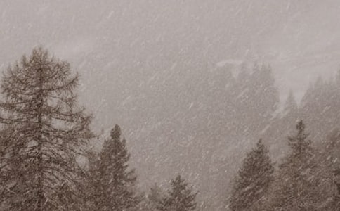 風雪中的青松作文640字