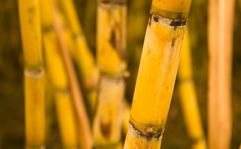 關(guān)于半夜吃甘蔗歇后語