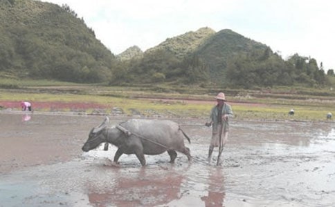 童趣:是牛從來不耕田,體矮毛密能耐寒,爬冰臥雪善馱運,高原之舟人人贊(打一動物)