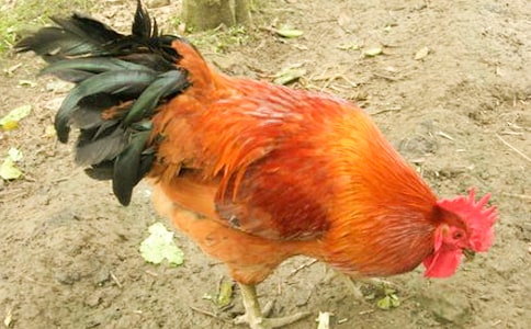 大公雞作文(合集10篇)