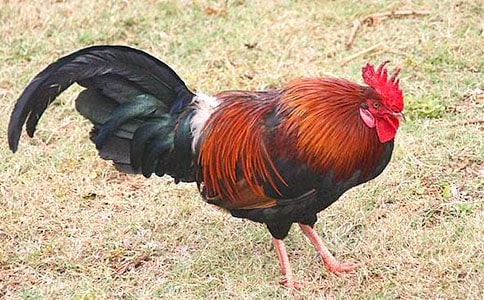 �ö��Ĺ��u���ģ���Ʒ��