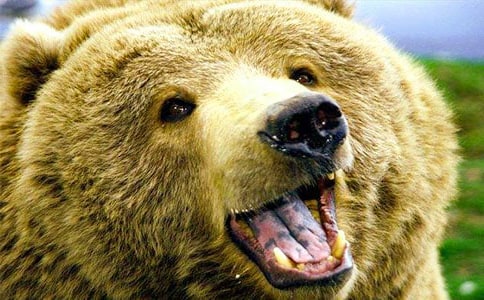 狗熊變英雄優秀作文