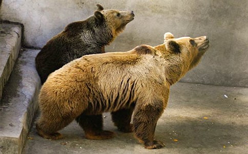 馬來熊狗熊介紹