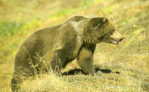 有個狗熊的名叫英雄作文
