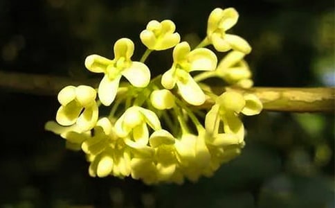 桂花的詩句15篇