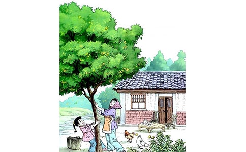 《桂花雨》知識點