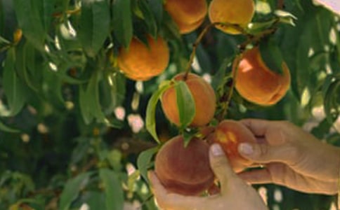 �����Ĺ��@����15ƪ